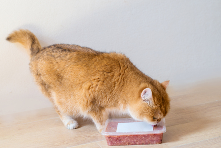Orange cat British short hair is eating food.の写真素材