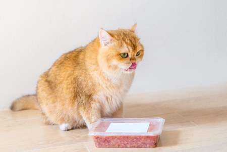 Orange cat British short hair is eating food.の写真素材