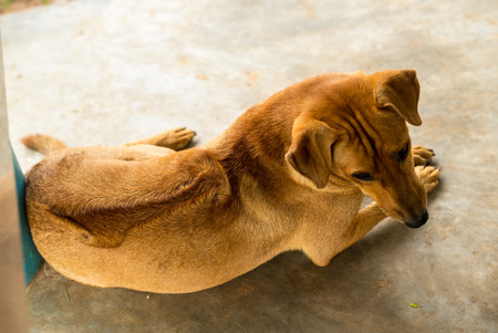 The pattern on the back of a brown dog is sitting.の写真素材
