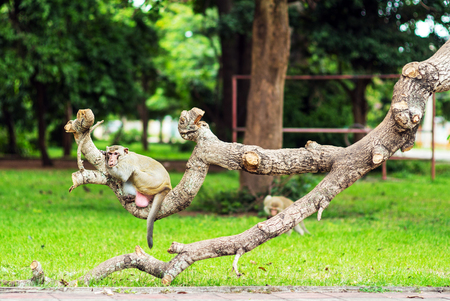The fat monkey sits on a tree in the lawn.の写真素材