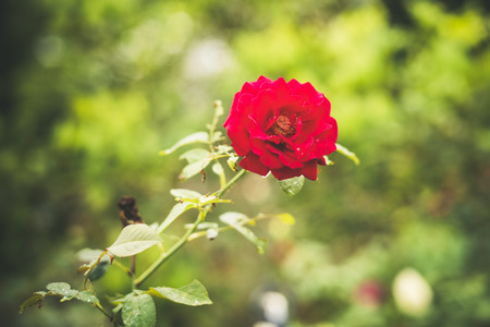 Colorful roses with water drops.の写真素材