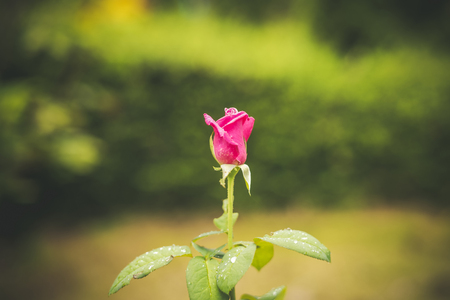 Colorful roses with water drops.の写真素材