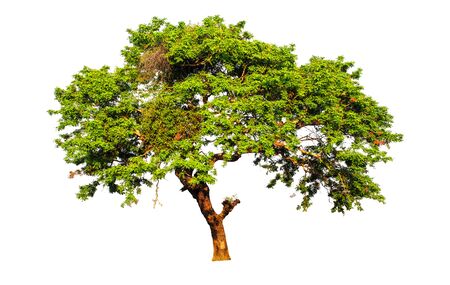 Tropical tree tree asia natureの写真素材