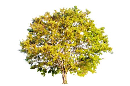 Tropical tree tree asia natureの写真素材