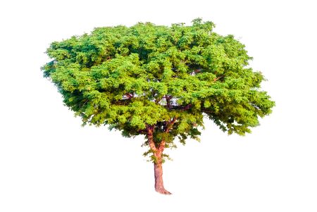 Tropical tree tree asia natureの写真素材