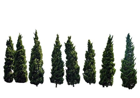The pine trees