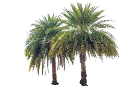 Sugar palm in Asiaの写真素材