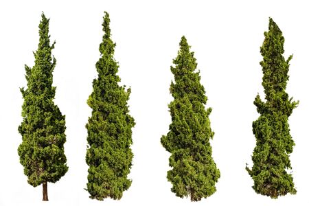 The pine treesの写真素材