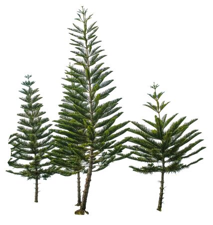 The pine treesの写真素材