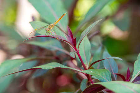 Dragonfly in garden. Nakhonratchasima,Thailandの写真素材