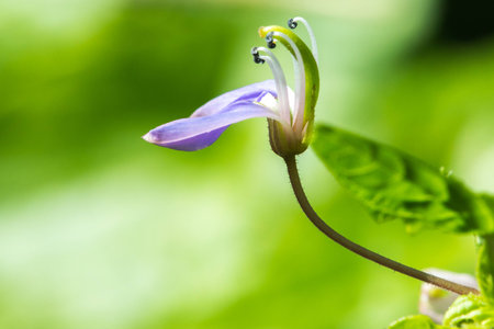 The flowers on greenの写真素材