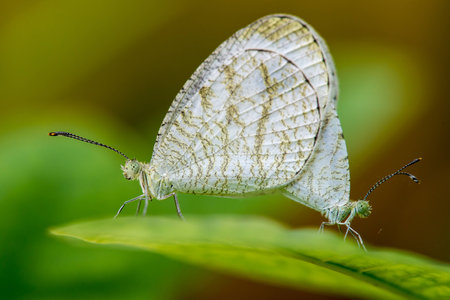 two butterfly breed on leaf in forestの写真素材