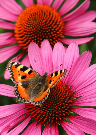 Butterfly on a cornflower. Close up of butterfly on a pink echinacea purperea.の写真素材