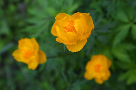 Yellow flower. Close-up with selective focus and blurred green background.の写真素材
