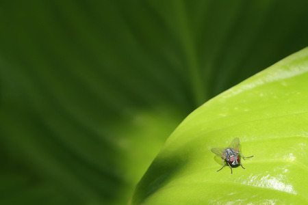 Fly on a leaf. The fly is sitting on the big green leaf and an extensive background of green tones.の写真素材