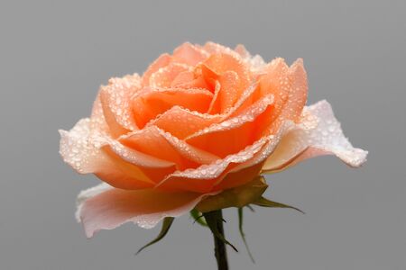 Pink rose with water droplets on the petals on a neutral background.の写真素材