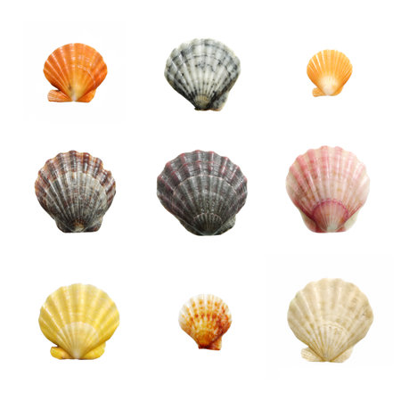 Isolated sea shells on a white background. Shells in natural colors, polished by the waves of the...