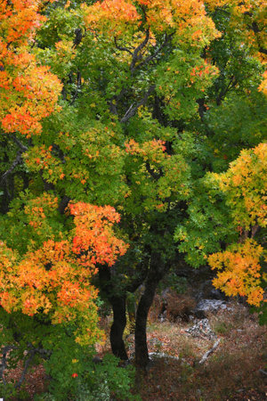 Autumn forest in the mountains high on a plateau. Saturated colors of green and yellow with orange...