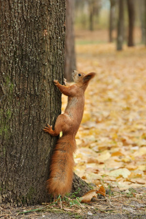 Squirrel on the trunk of a tree. Red squirrel in the autumn afternoon against the background of yellow fallen leaves.の写真素材