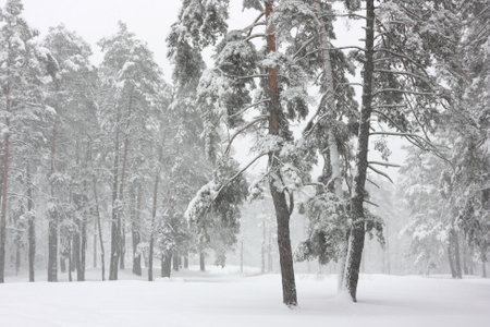Pines in the winter forest covered with white snow.の写真素材