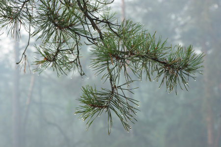 Pine branch with dew drops on needles in rainy weather in the forest.