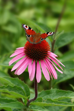 Plants and Flowersの写真素材