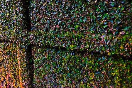 Grass Texture,