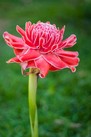 Etlingera ginger Redの写真素材
