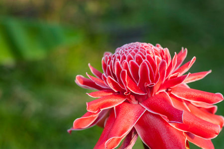 Etlingera ginger Redの写真素材