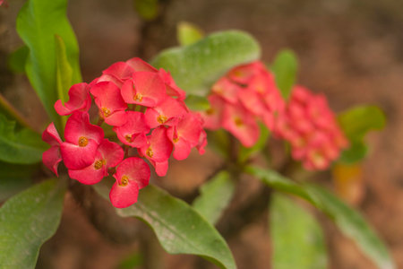 Crown of thorns Redの写真素材