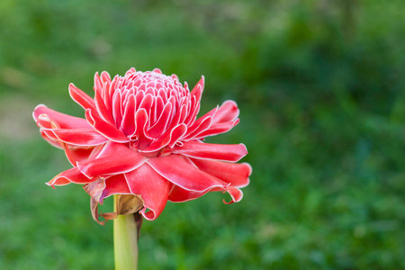 Etlingera ginger Redの写真素材