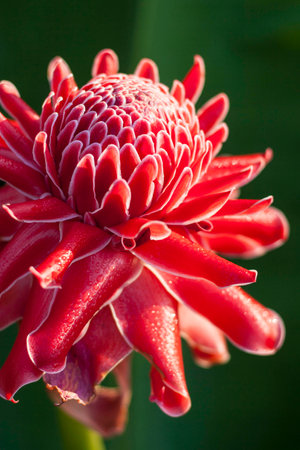 Etlingera ginger Redの写真素材