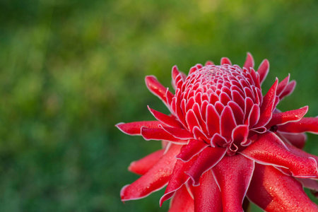 Etlingera ginger Redの写真素材
