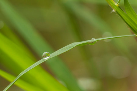 After rain dropの写真素材