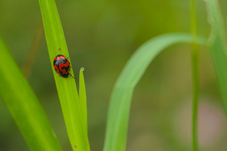 Leaf and red Ladybug