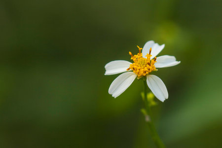 Tridax daisy flowerの写真素材