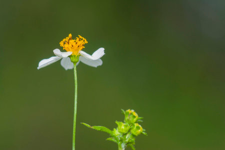 Tridax daisy flowerの写真素材