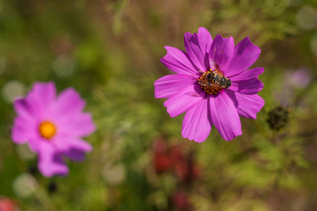 Cosmos purpleの写真素材