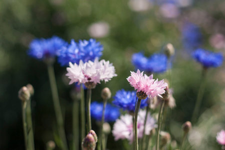 Pink cornflowerの写真素材