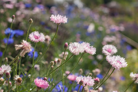 Cornflower whiteの写真素材