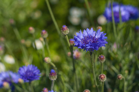 Blue cornflowerの写真素材