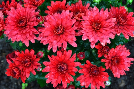 Red flowers の写真素材