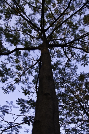 The beautiful tree in the blue sky.の写真素材