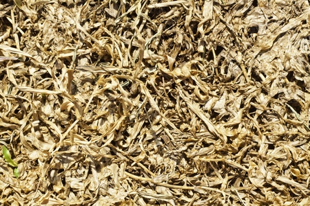 The dried grasses texture as the background.