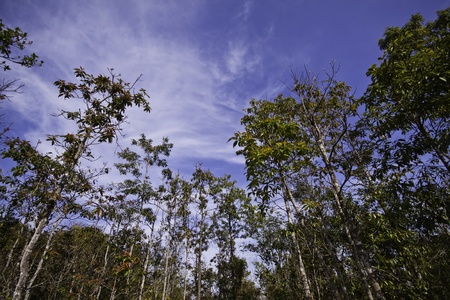The green trees and leaves with the blue sky.の写真素材