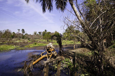 The green landscape of natural view agricultural landscape in the rural province of Thailand...