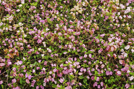 The beautiful and colorful flowers as the vibrant and vivid background for design art work.