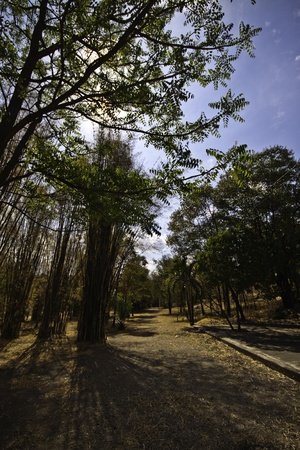 The beautiful rural landscape of the tropical meadows.の写真素材