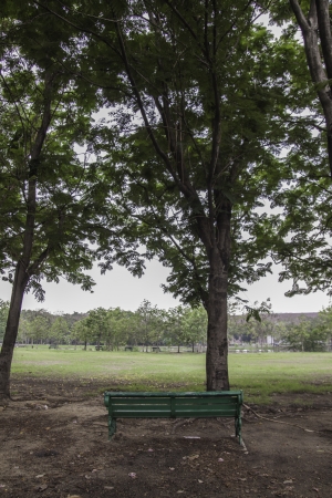 The greenin park landscape gives us the fresh atmosphere among the trees and clear sky.の写真素材
