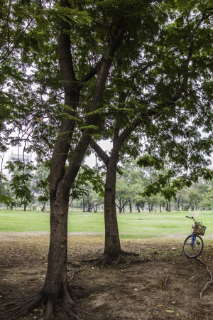 The greenin park landscape gives us the fresh atmosphere among the trees and clear sky.の写真素材